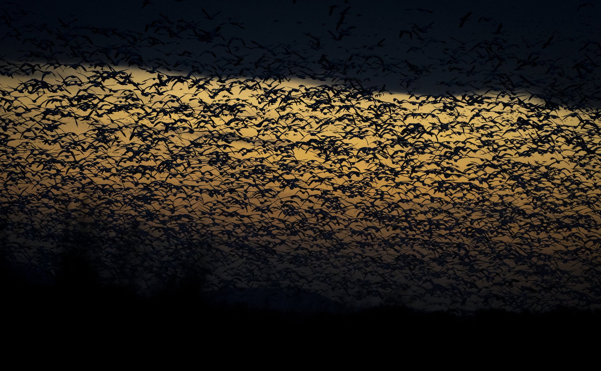 Snow Geese